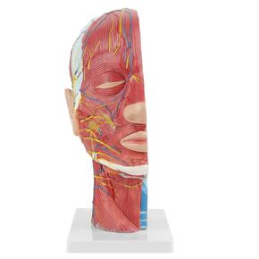 Human Head Superficial Neurovascular Model Brain Neck Section Research Model Medical Anatomical Brain Model for Schools Hospital Physical Health Teaching