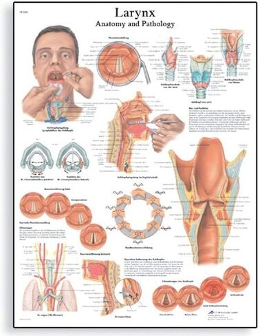 3B Scientific VR1248L ورق مصقول لامع مخطط تشريحي للحنجرة، حجم الملصق 20 بوصة عرض × 26 بوصة ارتفاع in Kuwait