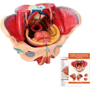 SFXYJ Human Female Pelvis Anatomy Model,Life Size 4 Parts Removable Organs with Instruction Manual,Pelvic Floor Muscles, Perineum,Vessels Nerves & Reproductive System,for Medical Education Study