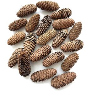 20pcs Christmas Pine Cones, Large Natural Pinecones, Rustic Pine Cones Decorations Bulk for Christmas, Fall, Thansgiving Vase & Bowl Filler, Christmas Tree, DIY Crafts, Winter, Wedding, Xmas Decor