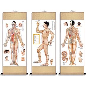 Zzooi Set of 3 Human Body Acupuncture Point Acupoint Hanging Silk Diagram Scroll,Chinese Version