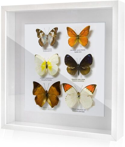 Baby Memories Shadow Box Frame with Mat, for 8x10 Pictures, in White Large Pictures Frame with Engineered Wood and Real Glass for Wall or Tabletop Display,11x14 in Saudi Arabia