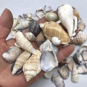 PEPPERLONELY Philippine Natural Sea Shells Mixed, Small, 1/2 Inch to 2 Inch in Sizes, 8 oz