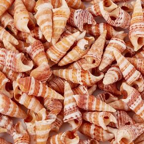 KISSITTY 100pcs Sea Shells Natural Ocean Seashell for Crafts DIY Decoration Beach Seashells for Summer Theme Vase Fillers Party Fish Tank Home Wedding Decor Ornaments