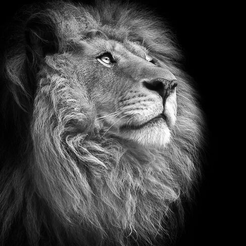 Bcsewcg Cool Lion Tapestry, Wild Animal African Lion on Black Background For Men, Extra Large Tablecloths Hippie Art Tapestries Wall Hanging for Bedroom Living Room Collage Dorm Room… in Kuwait