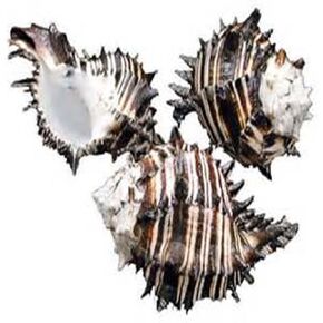 US Shell, 3 Piece, Black Murex Sea Shells