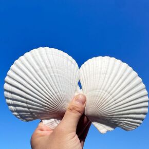 30 PCS Seashells for Crafts 2-3 Inches White Natural Bulk Scallop Shells for Decorating, DIY Crafts Decor, Wedding Decoration, Beach Theme Party, Home Decor.
