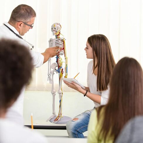 نموذج الهيكل العظمي البشري للتشريح، 2024 نموذج هيكل عظمي تشريحي جديد 33 بوصة مع أوعية دموية يحاكي الأذرع والساقين المتحركة الطبيعية، سهل التجميع لتدريس الدراسة الطبية in Kuwait