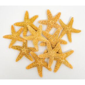 Nautical Crush Trading Real Starfish - 10 Brown Sugar Starfish (3/4-1 1/4in) - Starfish for Crafts - Star Fish Shells Decorations - Starfish Decor - Sea Star - Starfish Decorations - Starfish Shells