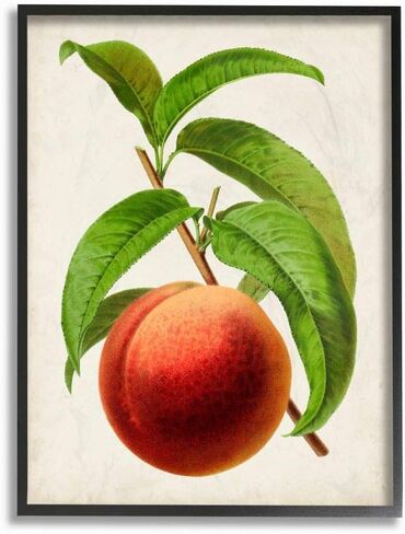 Stupell Industries Vintage Fruit Peach Painting Decorative Wall Hangings, multi-color in Saudi Arabia