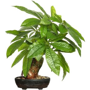 16 Inch Fake Money Tree,Artificial Pachira Money Tree Indoor Potted Plants,Faux Fortune Plant in Black Pot Good Luck Chrismas/Housewarming Gift for Home Office Living Room Decor Indoor