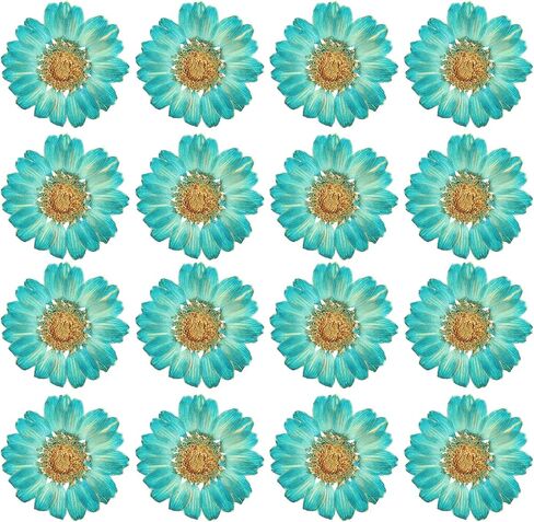 PATIKIL 48 Pcs Dried Pressed Flower Natural Dried Daisy Flower for DIY Art Crafts House Decoration Nails Decoration,Color Absorbing Blue in Saudi Arabia