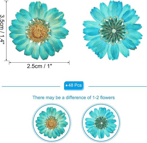 PATIKIL 48 Pcs Dried Pressed Flower Natural Dried Daisy Flower for DIY Art Crafts House Decoration Nails Decoration,Color Absorbing Blue in Saudi Arabia