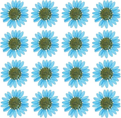 PATIKIL 48 Pcs Dried Pressed Flower Natural Dried Daisy Flower for DIY Art Crafts House Decoration Nails Decoration,Color Absorbing Blue in Saudi Arabia