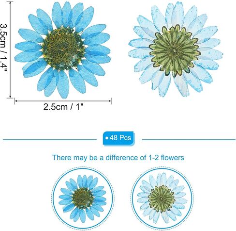 PATIKIL 48 Pcs Dried Pressed Flower Natural Dried Daisy Flower for DIY Art Crafts House Decoration Nails Decoration,Color Absorbing Blue in Saudi Arabia