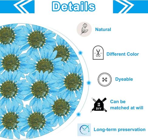 PATIKIL 48 Pcs Dried Pressed Flower Natural Dried Daisy Flower for DIY Art Crafts House Decoration Nails Decoration,Color Absorbing Blue in Saudi Arabia
