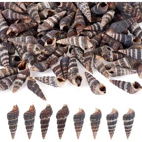 KISSITTY Natural Sea Shells 100pcs Spiral Conch Shell Tiny Ocean Beach Seashells Bulk Black Critter Seashells Craft Charms for Home Party Decorations Candle Making DIY Fish Tank Wedding Decor