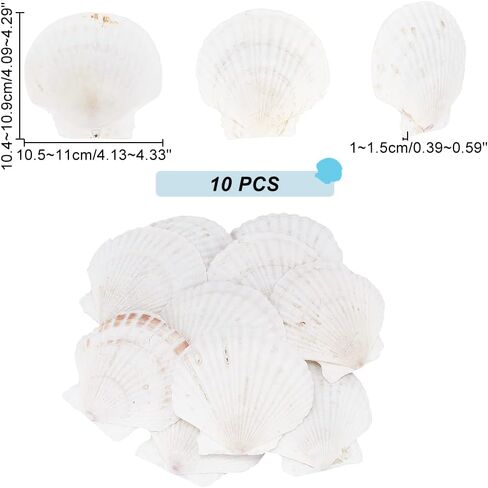 PH PandaHall 10 قطع 4.1 ~ 4.3 "أصداف صدفية كبيرة بيضاء طبيعية صدف البحر الأبيض خرز طبيعي غير محفور قذائف الخبز لحفلات الزفاف وشاطئ البحر مزهرية ملء شمعة فنية حورية البحر ديكور المنزل in Saudi Arabia