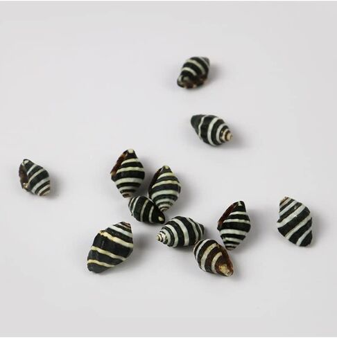 Heyiwell 50PC Tiny Natura Nassa Sea Shells, Striped Shell for Jewelry Making DIY Craft Home Decor Fish Tank and Vase Filler 0.25" Inch in Saudi Arabia