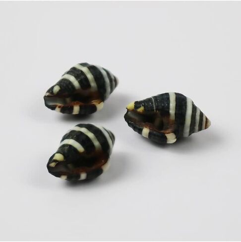 Heyiwell 50PC Tiny Natura Nassa Sea Shells, Striped Shell for Jewelry Making DIY Craft Home Decor Fish Tank and Vase Filler 0.25" Inch in Saudi Arabia