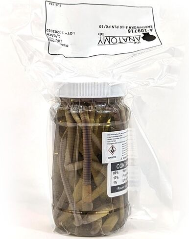 Earthworm Specimens for Dissection, Worm Dissection for Biology Classroom, Large 8-10 Inches, Vacuum Packed, 10 Pack, Preserved Earthworm Dissection Specimen, Made by Anatomy Lab in Saudi Arabia