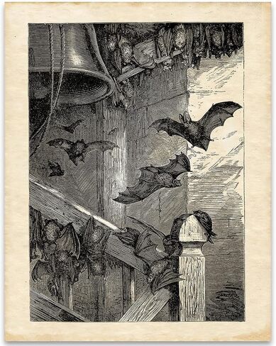 Lone Star Art Store Creepy Ancient Bat Etching - طباعة فنية غير مؤطرة مقاس 11x14 - هدية رائعة وديكور للهالوين، وعلماء الأحياء الخفافيش ومشجعي الخفافيش أقل من 15 دولارًا، أسود، أبيض، رمادي، 11 × 14 بوصة in Saudi Arabia