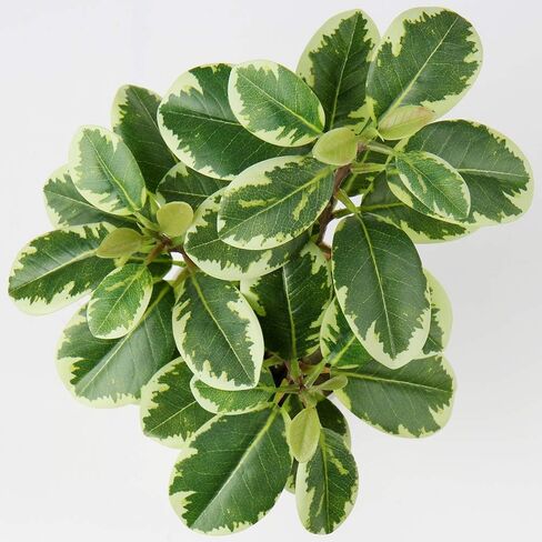 Briful Artificial Plants Mini Camellia Potted Fake Plants Small Faux Plastic Plants Desk Plant Artificial Flowers with Vase for Home Office Desk Kitchen Garden Indoor Decor in Saudi Arabia