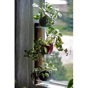 Daniel's Plants 3 Tiered Window Sill Plant Shelf (Real Wood & Glass) | Renter Friendly Plant Window Shelves | Removable Indoor Plant Stand with Hook-and-Loop | Easy Setup | Solid Wood (Woodland Brown)