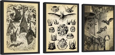 EXCOOL CLUB Gothic Bat Wall Art Decor - 12x16 Vintage Bat Poster Halloween Pictures, Whimsical Gothic Home Decor, Spooky Goth Print, Black Vampire Bats Anatomy Art for Dorm Bedroom (Unframed) in Saudi Arabia
