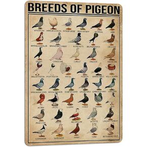 Fun Tin Sign Breeds of Pigeon Metal Signs Pigeon Education Encyclopedia Knowledge Posters Wall Decor Farm Decor Home Decor Vintage Printinges 8x6 Inch