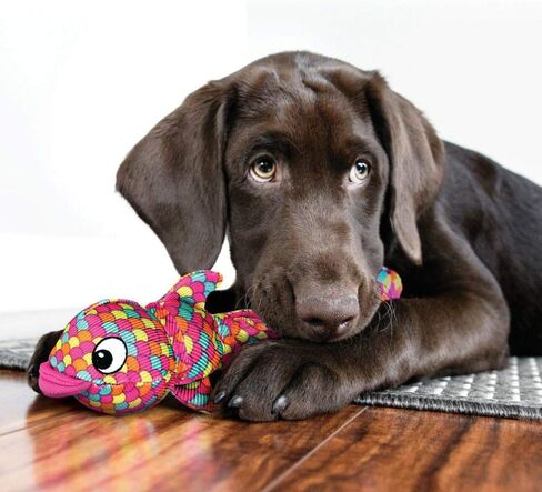 كونج ووبا فينز بلو XL in Kuwait