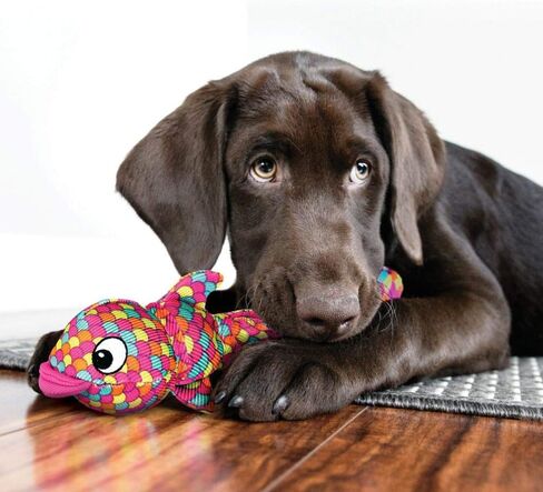 كونج ووبا فينز بلو XL in Kuwait