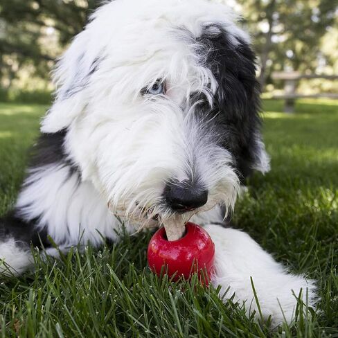 KONG - Dog Treat Combo - Easy Treat, Snacks and Ziggies - Puppy Treats for Small Puppies in Saudi Arabia