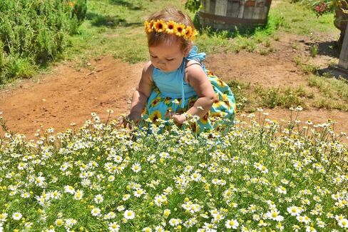 Floral Fall Boho Sunflower Crown Hippies Daisy Hair Wreath Bridal Headpiece Photo Props DY-01 (wreath white) in Kuwait