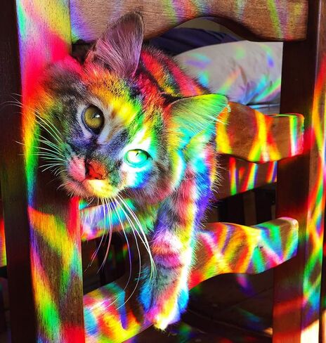 قوس قزح سيمفوني - ملصقات نافذة قوس قزح صن كاتشر، ملصقات ثلاثية الأبعاد منشورية للنوافذ، ملصقات نافذة مضادة للتصادمات للطيور، مجموعة ماندالا، صنع في الولايات المتحدة الأمريكية in Saudi Arabia