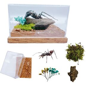 Real large Malaysian ant specimen, Dinomyrmex gigas, moss insect transparent display box,for popular science education, decoration and collection (Big Headed Ant)
