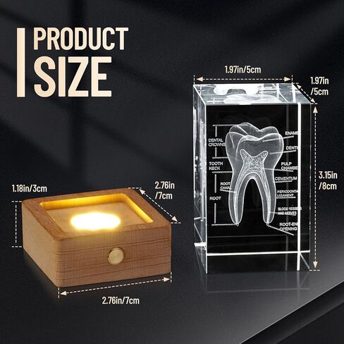 نموذج أسنان بشري ثلاثي الأبعاد من eLabPal، زجاج كريستالي، هدايا لأطباء الأسنان، قاعدة خشبية مع ضوء أصفر، هدية رائعة لتزيين المنزل والمكتب (2 × 2 × 3.15 بوصة) in Kuwait