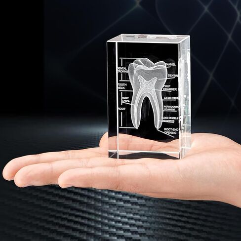 نموذج أسنان بشري ثلاثي الأبعاد من eLabPal، زجاج كريستالي، هدايا لأطباء الأسنان، قاعدة خشبية مع ضوء أصفر، هدية رائعة لتزيين المنزل والمكتب (2 × 2 × 3.15 بوصة) in Kuwait