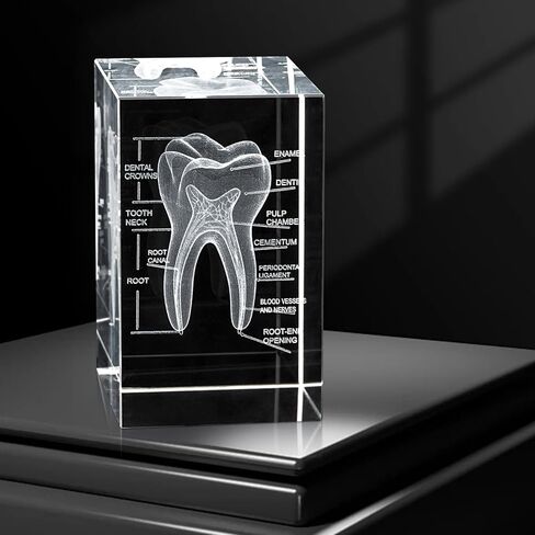 نموذج أسنان بشري ثلاثي الأبعاد من eLabPal، زجاج كريستالي، هدايا لأطباء الأسنان، قاعدة خشبية مع ضوء أصفر، هدية رائعة لتزيين المنزل والمكتب (2 × 2 × 3.15 بوصة) in Kuwait