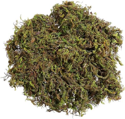 مجموعة واحدة من الطحالب الاصطناعية من جارنيك، ديكور من الطحالب الطبيعية، طحالب غابات، طحالب، مناظر طبيعية صغيرة، ديكور تررم للنباتات بوعاء، الهامستر in Saudi Arabia