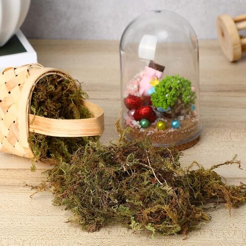 مجموعة واحدة من الطحالب الاصطناعية من جارنيك، ديكور من الطحالب الطبيعية، طحالب غابات، طحالب، مناظر طبيعية صغيرة، ديكور تررم للنباتات بوعاء، الهامستر in Saudi Arabia
