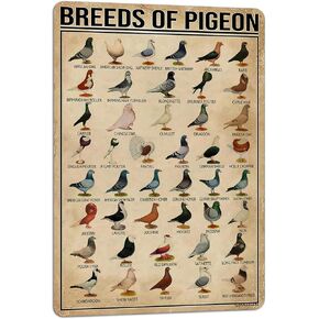 PAIION Breeds of Pigeon Metal Signs Pigeon Education Encyclopedia Knowledge Posters Wall Decor Farm Decor Home Decor Vintage Printinges 8x12 Inch
