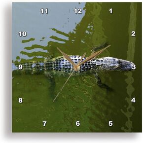 3dRose DPP_7442_1 Wall Clock, Baby Gator, 10 by 10-Inch
