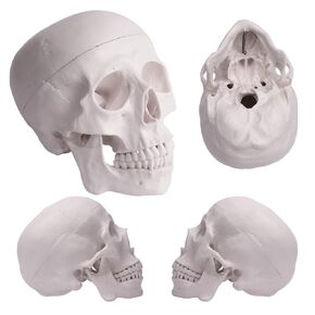 Human Skull Model, Life-Size 3-Part Anatomical Model, Removable Skull Cap and Articulated Lower jaw, Realistic Anatomical Skull Model for Research