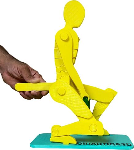 Didactica3d, Correct Lifting Model, Demonstration Figure, Anatomy (Mini White) in Saudi Arabia