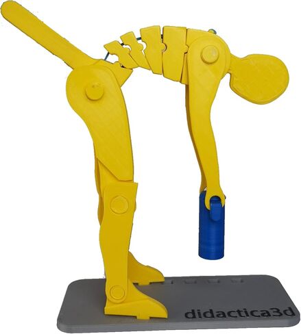 Didactica3d, Correct Lifting Model, Demonstration Figure, Anatomy (Mini White) in Saudi Arabia
