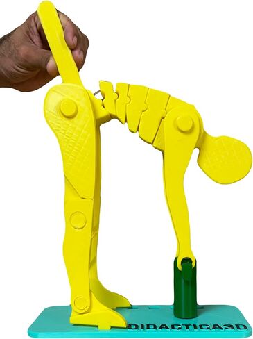 Didactica3d, Correct Lifting Model, Demonstration Figure, Anatomy (Mini White) in Saudi Arabia