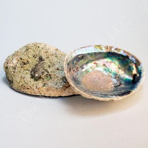 Pachamama Essentials Hand Selected Abalone Shell, 5 Inches or Larger. Perfect for Holding Incense. Natural Smudge Bowl for Sage, Palo Santo & Incense Burning