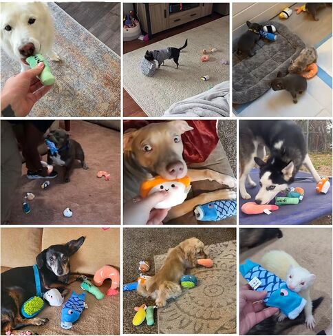 Nocciola 10 PCS Seafood Pot Small Dog Toys for Boredom, Squeaky Dog Toys to Keep Them Busy, Durable Puppy Dog Toys for Small Medium Dogs in Kuwait