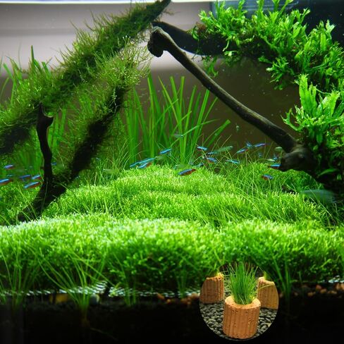 6 Pcs Aquatic Water Plant Fixed Rings, Aquarium Landscape Ceramic Pottery Plant Pot Gravity Ring for Fish Tank Accessories (Medium Sized) in Saudi Arabia